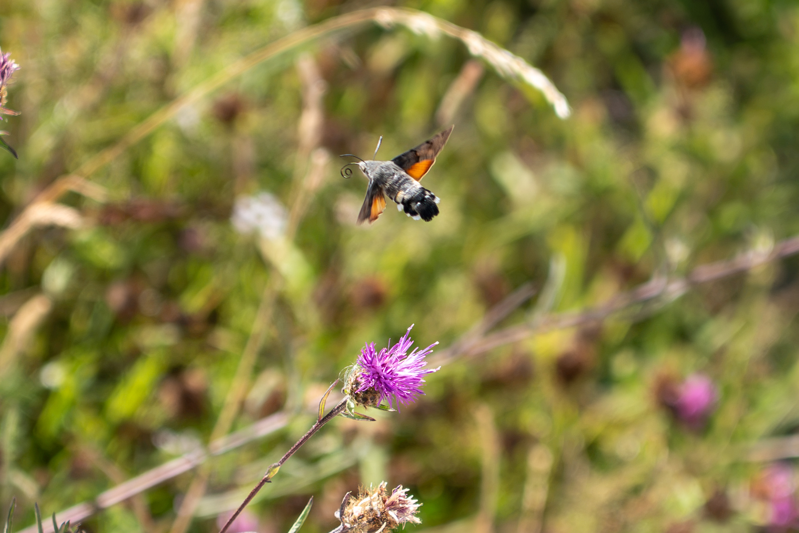 Photography by Chris Allington